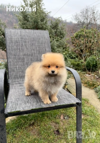 Померан момче със втора ваксина, снимка 4 - Померан - 53271244
