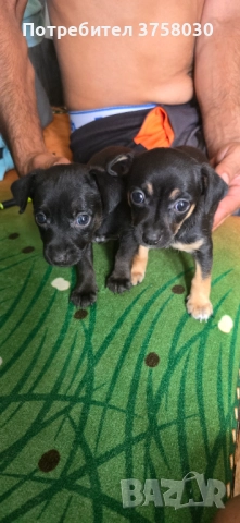 Мини Пинчер, снимка 1