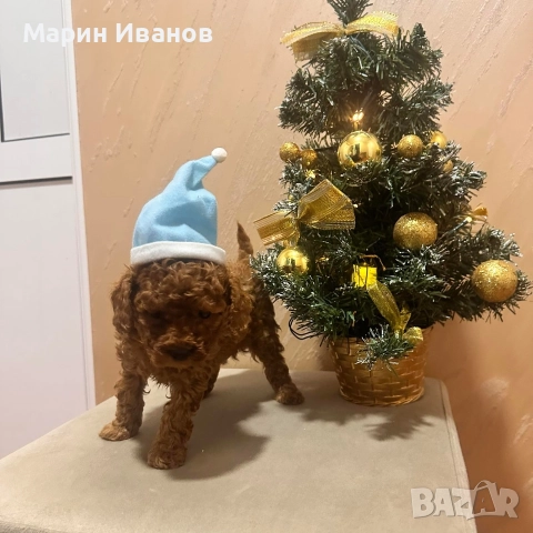 Пудел "Той", момче с две ваксини!, снимка 2 - Пудели - 52832544