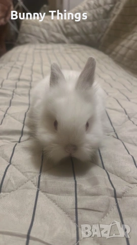Продавам бебе зайче на два месеца порода холандско джудже