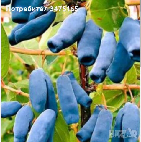 Висока американска боровинка  ,Лоницера  Duet , снимка 3 - Градински цветя и растения - 41164874