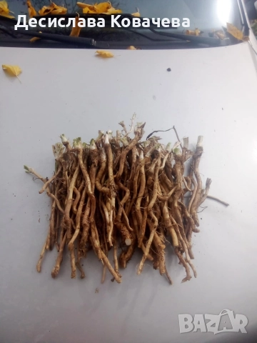 продавам пресен хрян , снимка 2 - Градински цветя и растения - 38149585