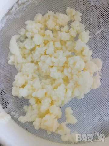 Кефирена тибетска гъба 