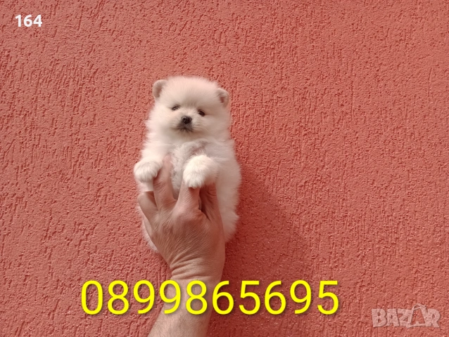 Померани. Реални снимки от 29.03.26 г., снимка 9 - Померан - 54010634