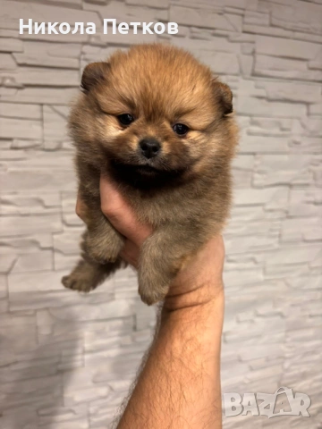 Померан мини