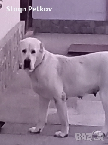 Женски алабай 