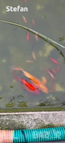 езерни риби, снимка 3 - Други - 54023410