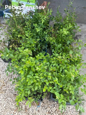 Боровинка North Blue 