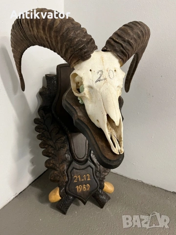 Трофеи от муфлони, снимка 2 - Декорация за дома - 54321341
