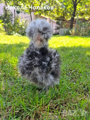 Американски копринки яйца , снимка 10 - Кокошки и пуйки - 54215690