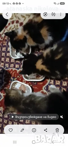 продавам малки котенца,майка златна брит.чинлила и баща бомбайски черен котарак
