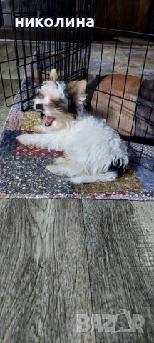 Продавам Йоркширски териер , снимка 4 - Йоркширски териер - 53016088