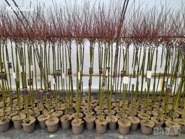 Японска върба , снимка 8 - Градински цветя и растения - 53878338