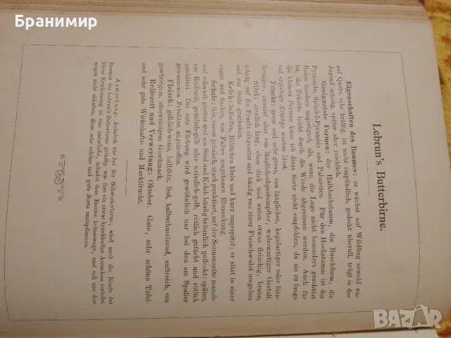 Немска енциклопедия по ботаника от 1894г., снимка 5 - Енциклопедии, справочници - 47324626