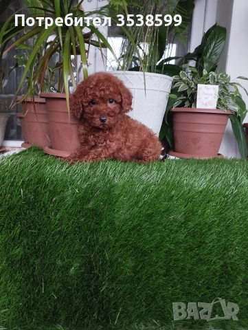 Мини Пуделчета.