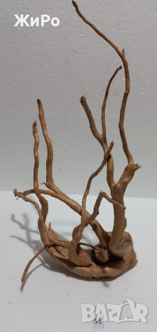 Корен от Азалия /декорация/ 51