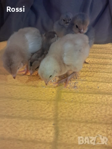 Дворни пиленца и от сини яйца, снимка 1 - Кокошки и пуйки - 53276186