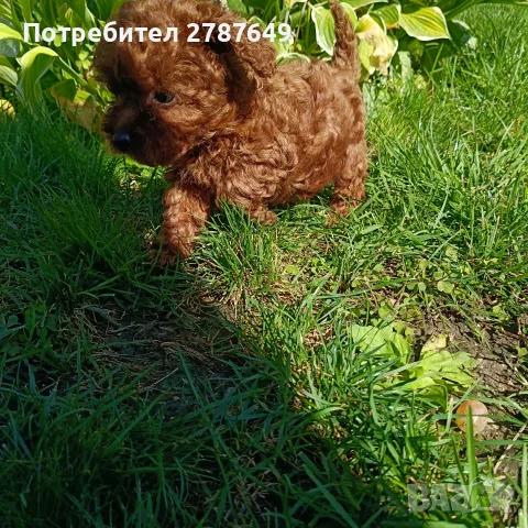 Той пудел момиче, снимка 2 - Пудели - 56056199