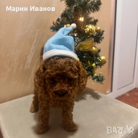 Пудел "Той", момче с две ваксини!