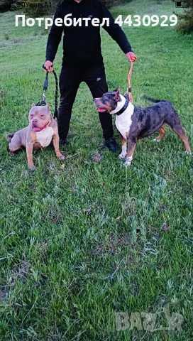 American Bully XL, снимка 13 - Американски стафордширски териер - 56440660
