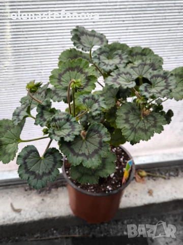 Три големи сортови мушката, растения-майки, снимка 8 - Стайни растения - 54020513