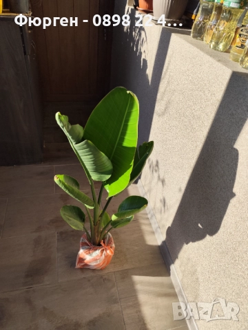 Стрелиция Николай (Strelitzia nicolai), снимка 4 - Разсади - 52907822
