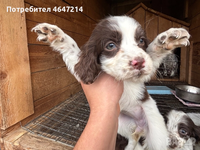 Английски спрингер шпаньол, снимка 7 - Други - 52361753