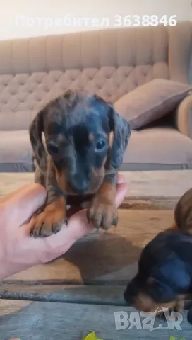 Дакел,мини дакели, снимка 3 - Дакели - 49667778