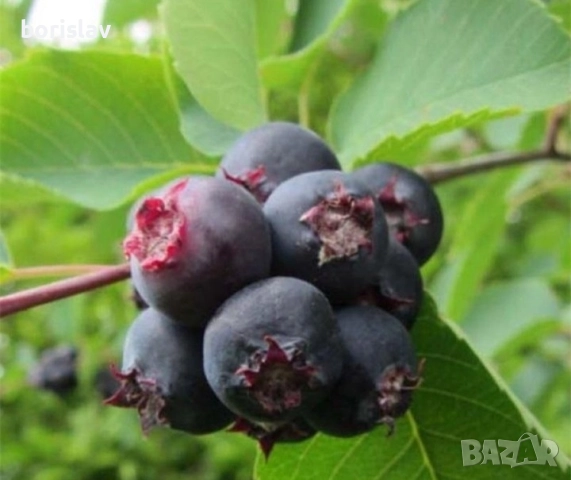 Канадска боровинка Смоуки, снимка 2 - Разсади - 51721739