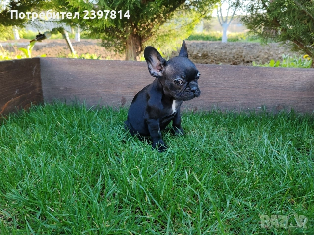 Френски булдог 