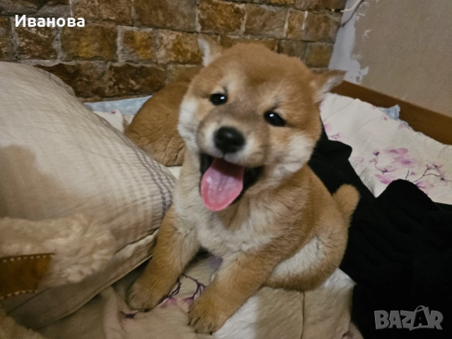 Шиба ину кученца