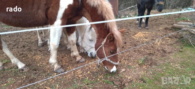 Кобила, снимка 4 - Коне - 54316822