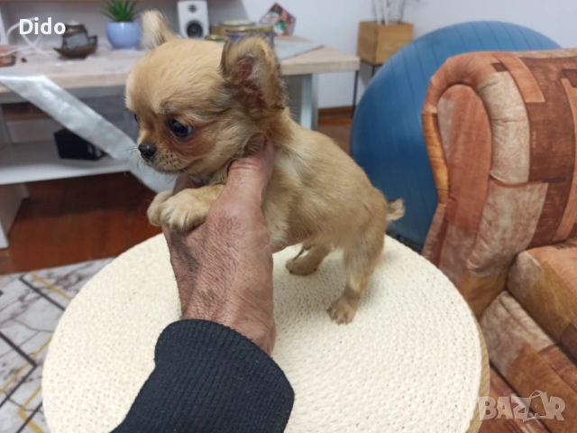 Продавам мъжки  чихуахуа , снимка 2 - Чихуахуа - 53564809