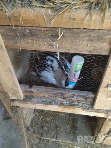 Различни видове зайци за продажба