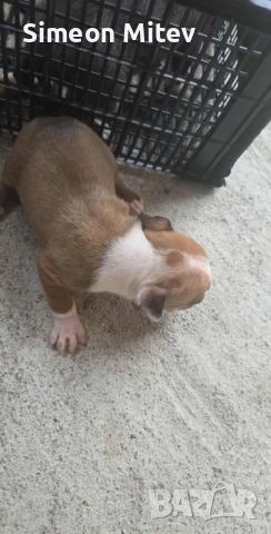 Американски Стафордшир Териери (Амстаф) , снимка 5 - Американски стафордширски териер - 52282473