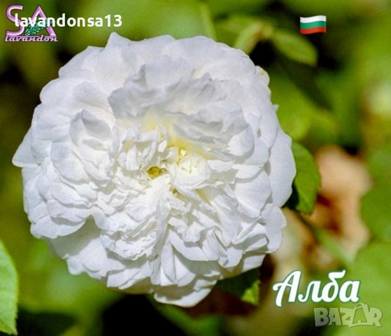 Българска Маслодайна Роза – Дамасцена, Алба, Сентифолия | Разсад, снимка 5 - Градински цветя и растения - 42641069