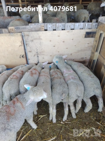 Агнета Ил дьо Франс , снимка 2 - Овце - 54321520