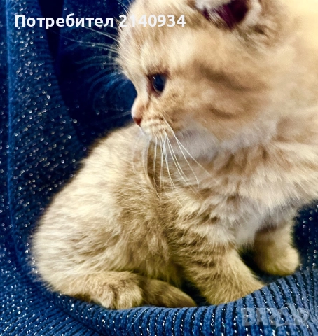 Шотландски клепоухи котенца – златна чинчила. Scottish fold, снимка 5 - Чинчили - 52931535