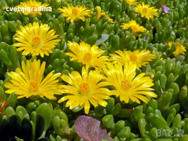 Delosperma cooperi Ice Cream Yellow (Делосперма жълта), снимка 3 - Градински цветя и растения - 54353974