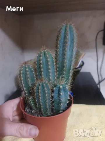 Продавам кактус Pilosocereus magnificus   , снимка 1 - Стайни растения - 48229141