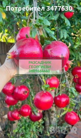 МИНИ (КОЛОННИ) ОВОЩНИ ДРЪВЧЕТА, снимка 4 - Градински цветя и растения - 47081860