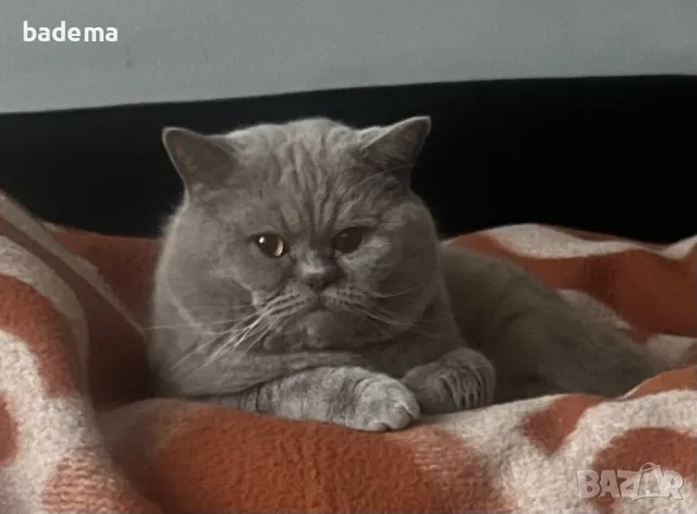 Британски котарак за разплод