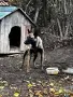 Белгийска овчарка, снимка 1
