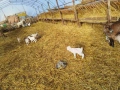 Продавам новородени ярета, снимка 3