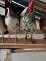 Обикновени джинки, снимка 2