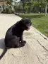 Кученца Кане Корсо малка баща дого аржантино, снимка 7