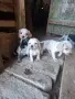 Малки кокерчета, снимка 2
