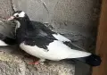 Поморийски Ролер и Мардини, снимка 3