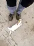 Продавам Джак Ръсел, снимка 3