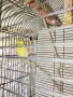 Продавам Канари 6 бр и 4 бр клетки с всички аксесоари!, снимка 5